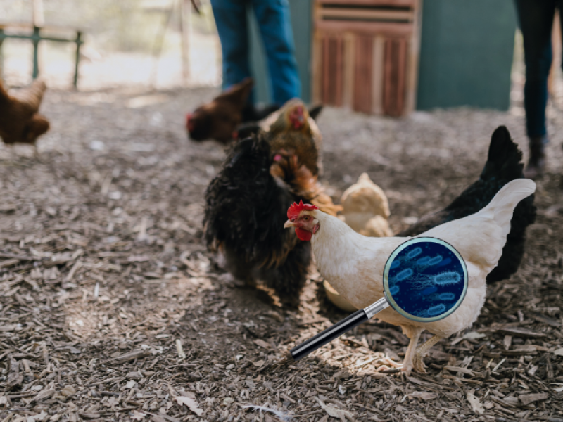 GUSTOR N'RGY compensates for reduced energy and protein concentration ...