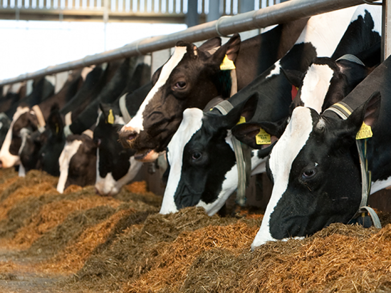 ADDING AROMA IN A DAIRY CATTLE FEED – COMMERCIAL CASE - Norel Nutrición ...